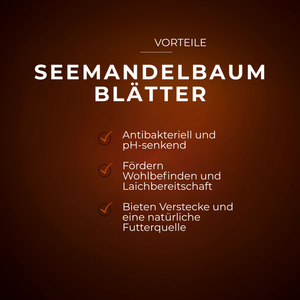 Braune Seemandelbaumblätter 6-9 cm mit Vorteilsangaben auf braunem Hintergrund.