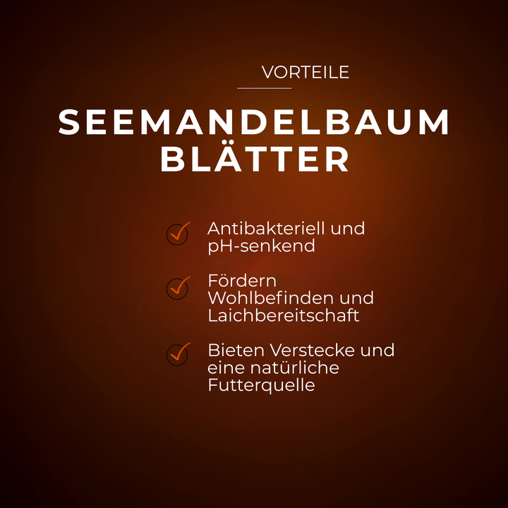 Braune Seemandelbaumblätter 6-9 cm mit Vorteilsangaben auf braunem Hintergrund.